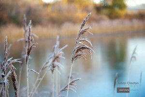 Frost on Norfolk reeds